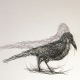 Les oiseaux en ville